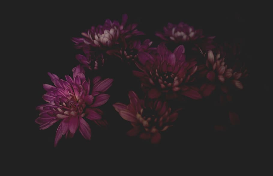暗い 花 花びら 植物 開花植物 スタジオ撮影 花弁 自然の美しさ 黒背景 成長 Pxfuel