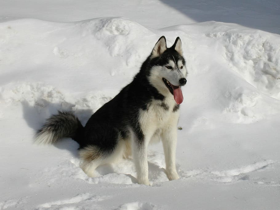 black, white, alaskan malamute, sits, snowfield, daytime, black and white, Siberian Husky, dog, snow