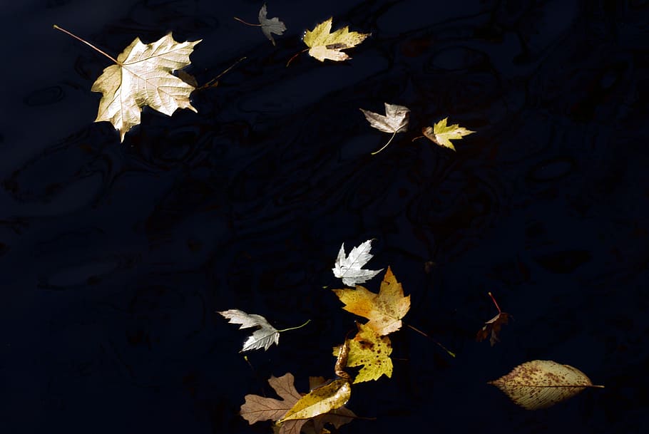 Leaves, Water, Background, autumn, october, autumnal, golden, motion, black background, studio shot