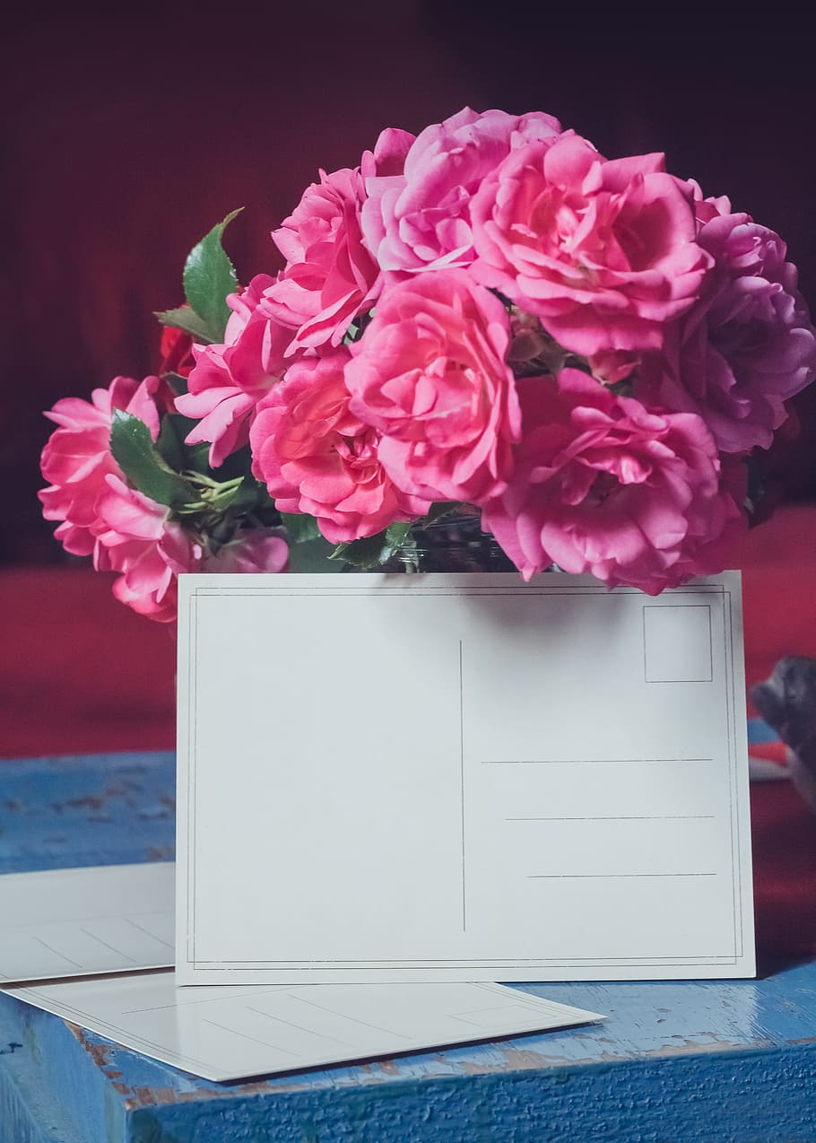 foto, rosa, flores peladas, papel de impresora, flor, floral, ramo, fondo,  gracias, nota | Pxfuel