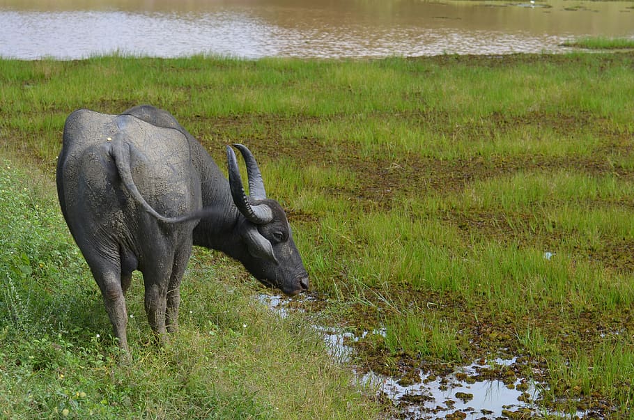 water buffalo, sri lanka, rice, grass, water, ceylon, green, animal themes, animal, animal wildlife
