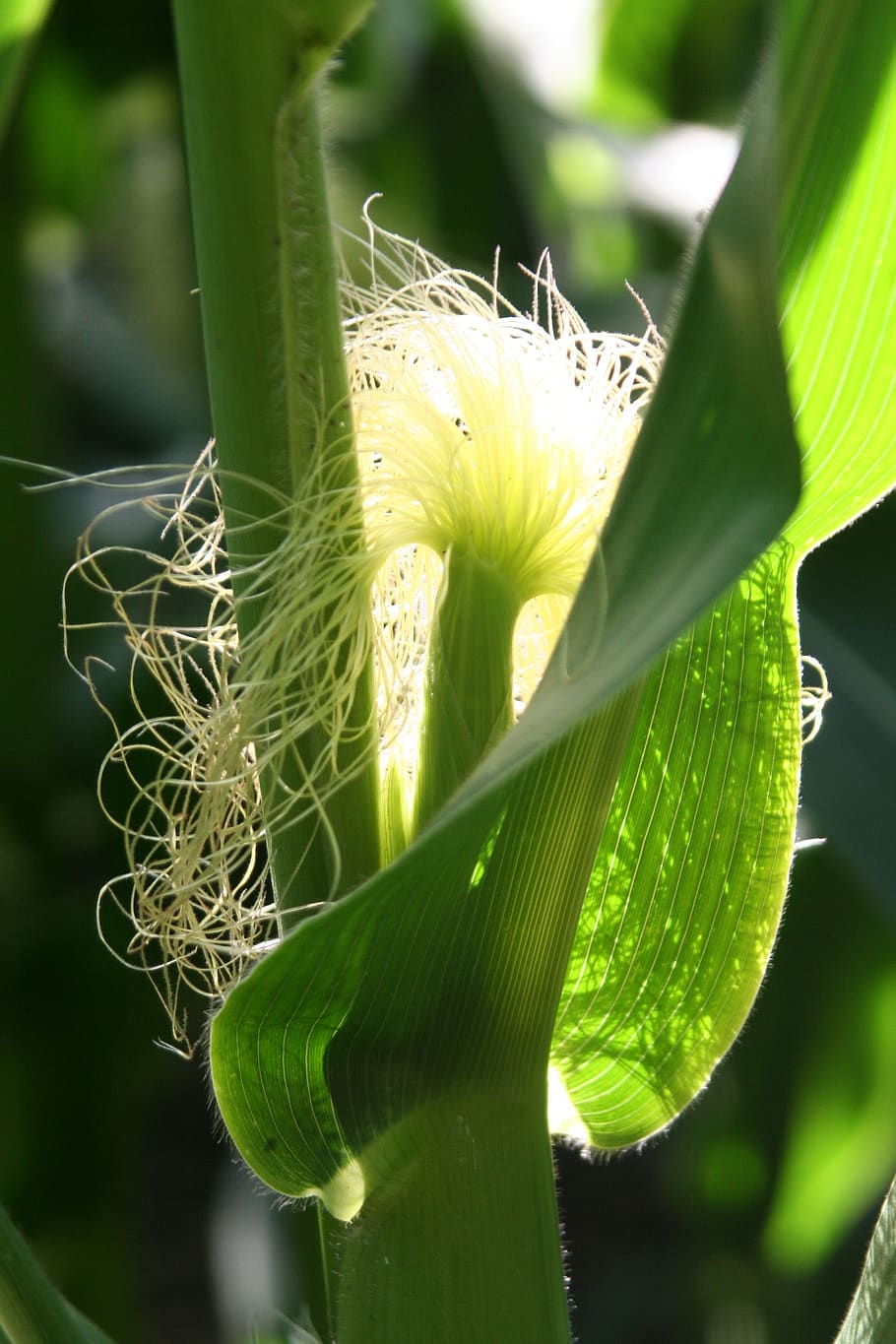 leaf, corn, nature, agriculture, field, summer, beard, rod, transparency, plant