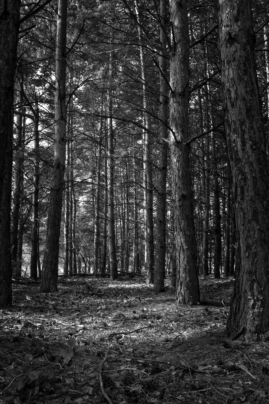 Forest, Black And White, White, Tree, Nature, tree, park, wood, natural, silence, woods