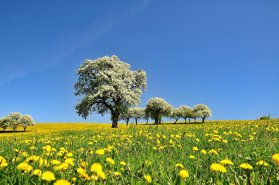 nature, landscape, spring, flowering time, blossom, pear blossom, dandelion, meadow, dandelion meadow, blue sky