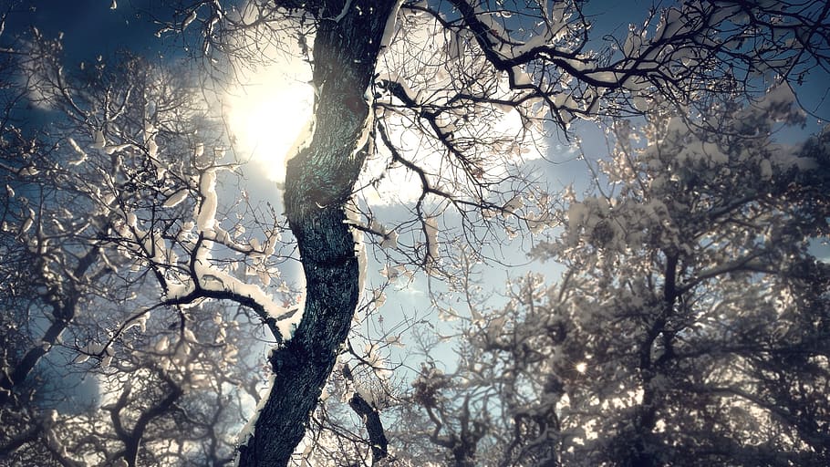 trees, plant, nature, forest, branch, snow, winter, cloud, sky, sunlight
