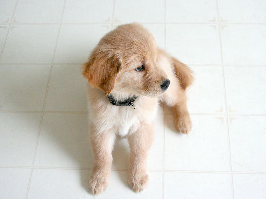 light, golden, retriever puppy, sitting, floor, inside, room, retriever, puppy, white