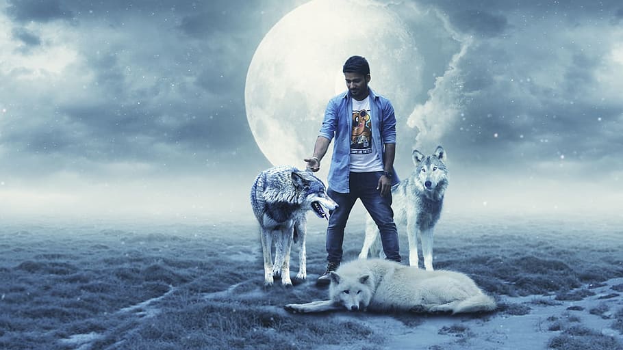hombre, al lado, tres, huskies siberianos, completo, ilustración de efecto de luna, luna llena, ilustración, lobo, luna azul