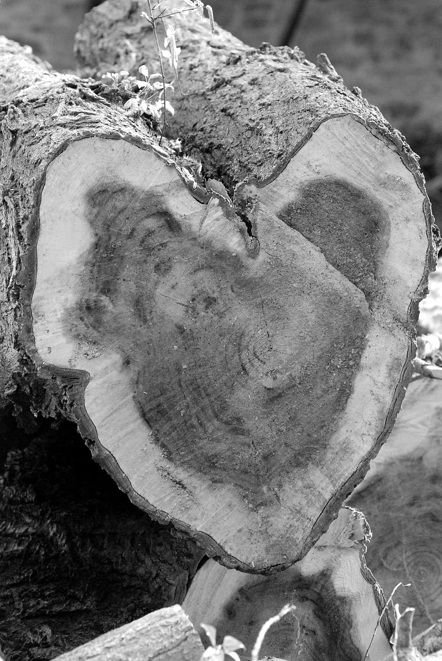 tree cut, heart, strain, black and white, human representation, close-up, representation, art and craft, day, male likeness