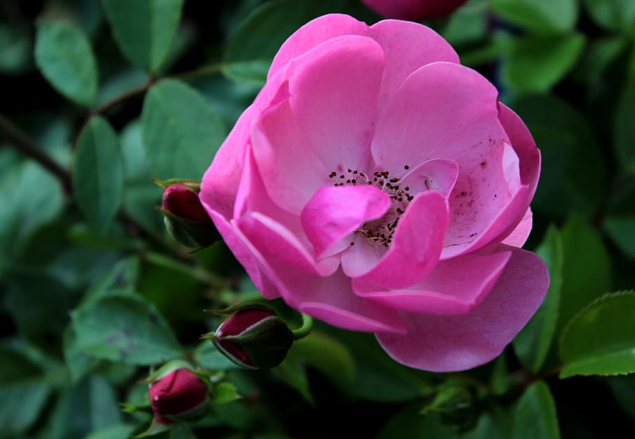 rosa, estambres, fragante, flor, romántico, pétalos, planta floreciendo, pétalo, belleza en la naturaleza, frescura