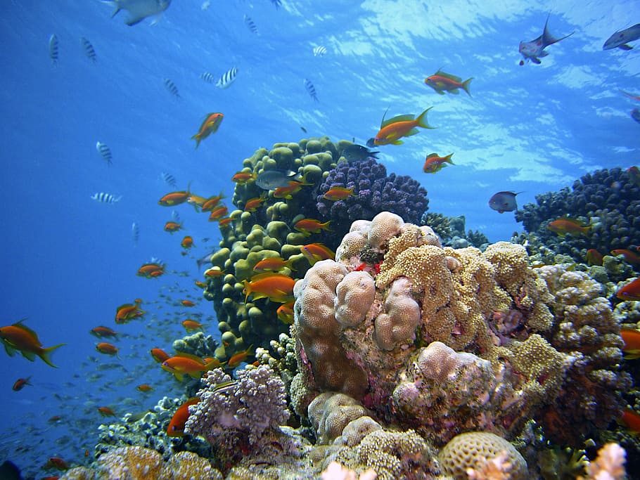 berbagai macam, ikan, karang, terumbu, siang hari, bawah air, menyelam, dunia bawah laut, air, laut