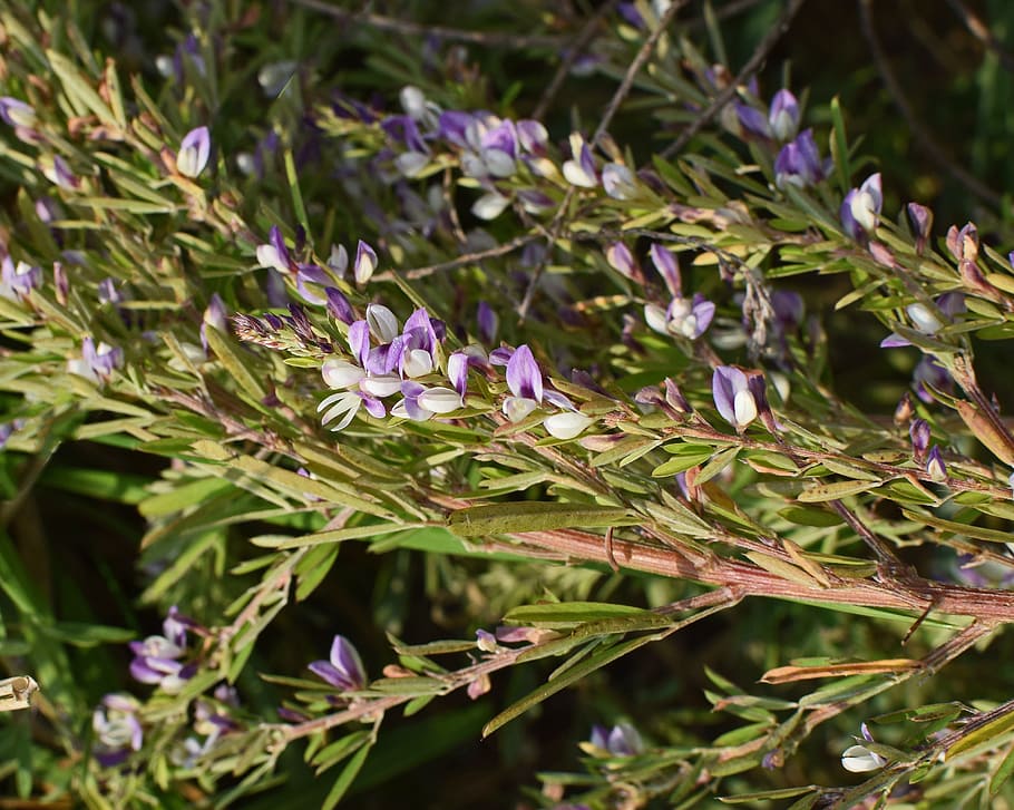野生のヘザー ヘザー ワイルドフラワー 花 植物 自然 紫 白 カラフル 開花植物 Pxfuel