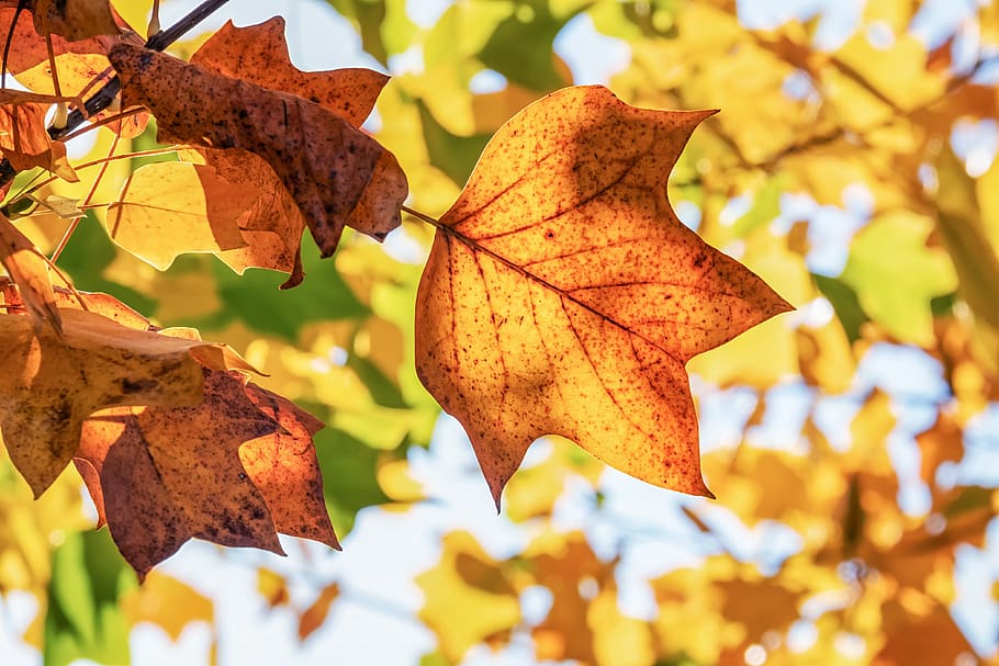 otoño, hojas de otoño, hojas, follaje de otoño, amarillo, color de otoño, colorido, árbol, rama, hoja