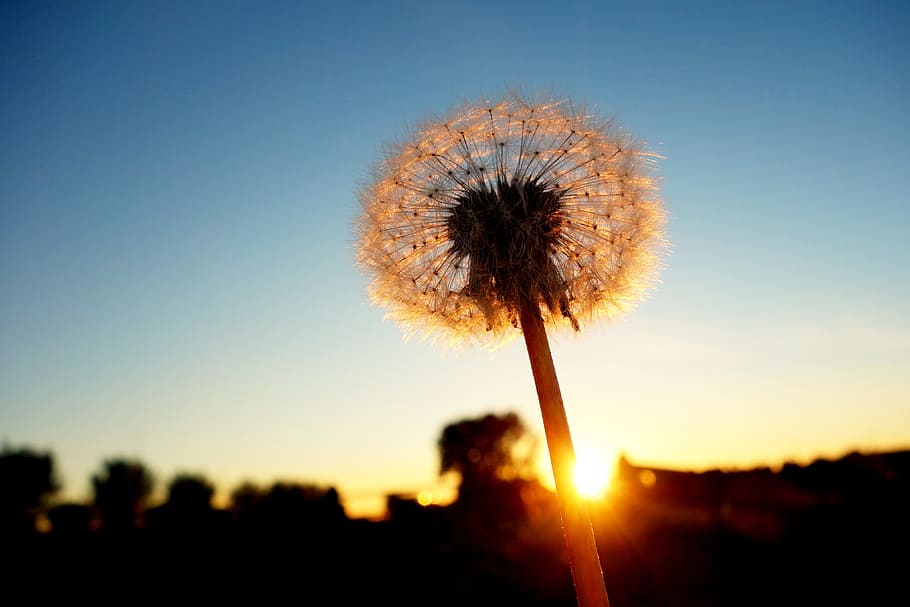 silhouette, dandelion flower, dandelion, dandelion puff-ball, seed, ripe, stem, sunset, backlight, sky