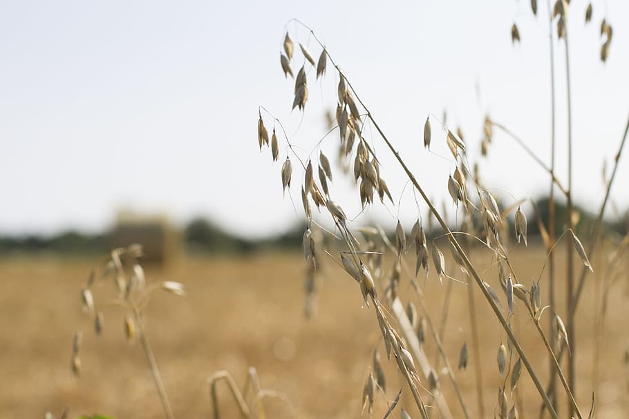 oats, farm landscape, landscape, farm, agriculture, rural, field, crop, wheat, harvest