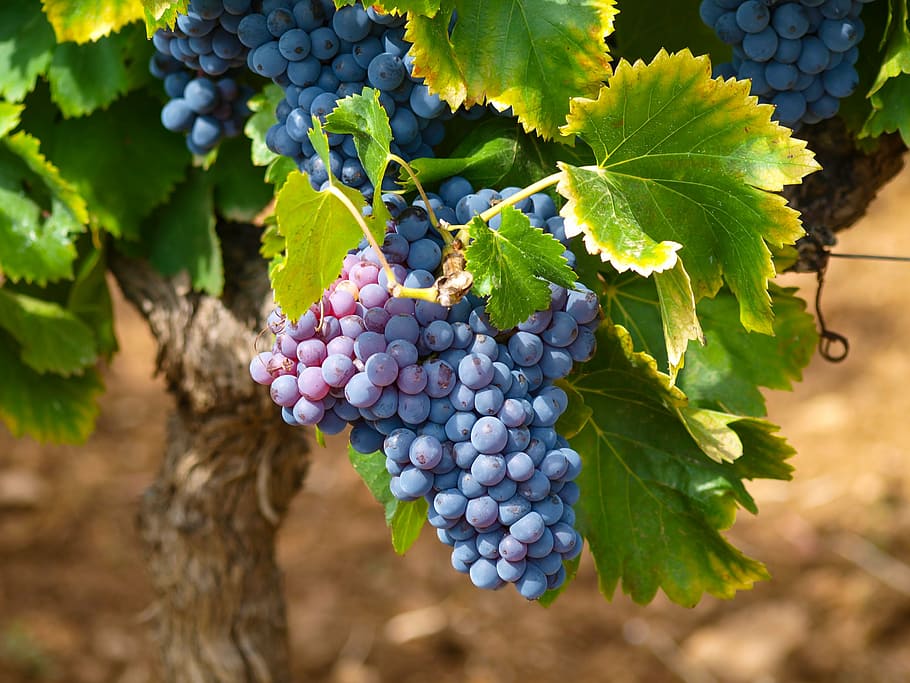 foto anggur, tanaman merambat, kebun anggur, musim gugur, anggur, daun anggur, seikat anggur, anggur merah, buah-buahan, pertanian