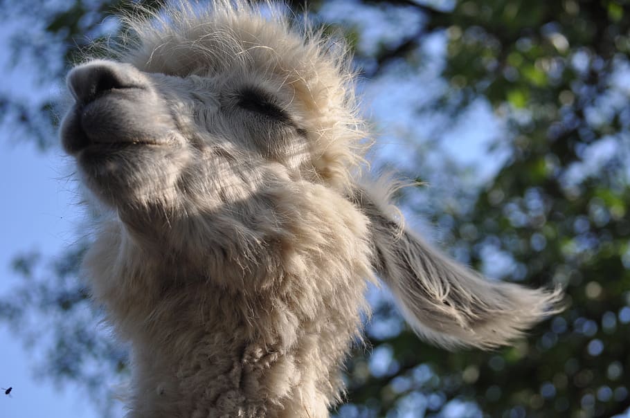 lama, alpaca, hairy, fluffy, animal, foto session, chilled, one animal, animal themes, animal wildlife