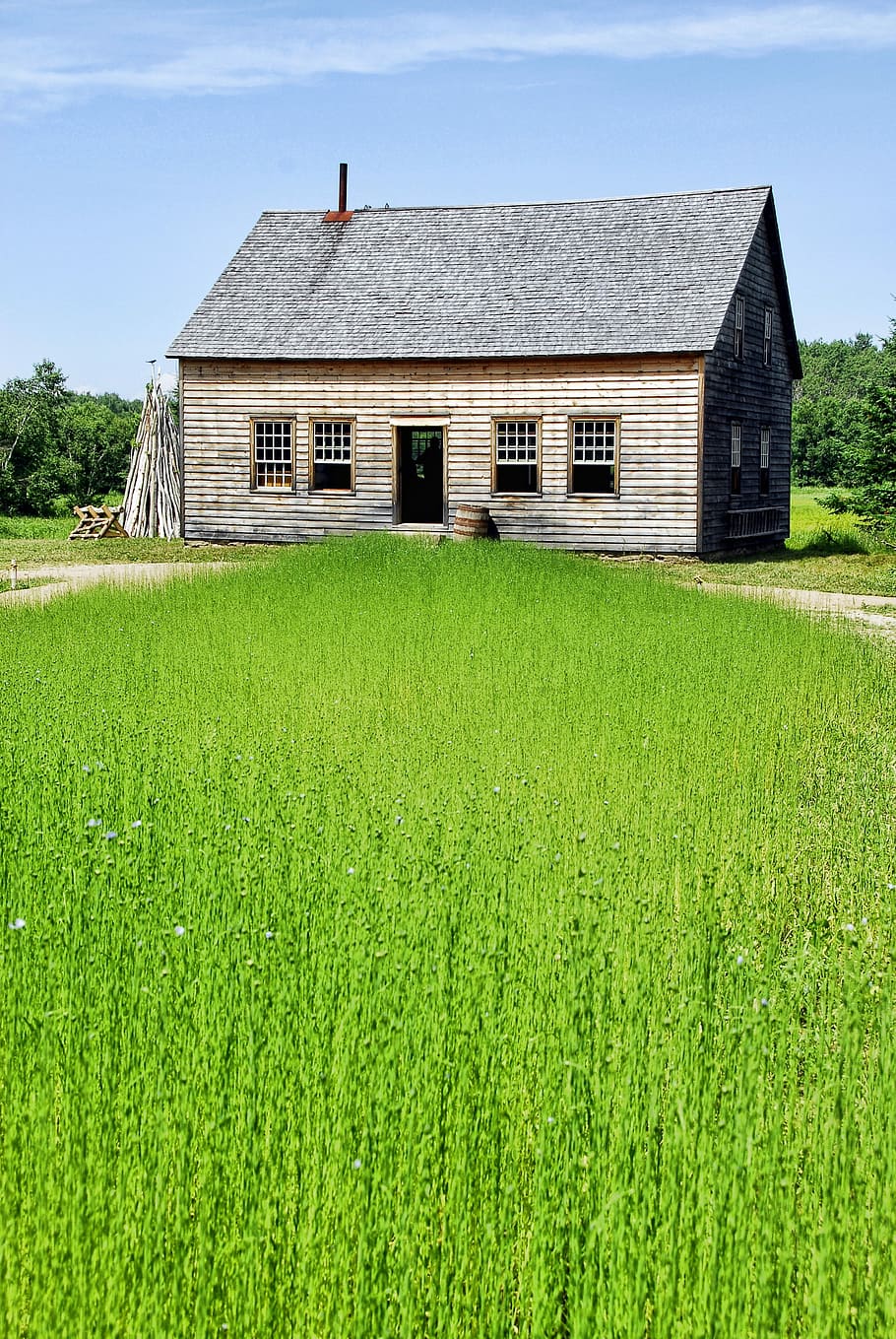 Flax, Field, Farm, Farm House, Agriculture, field, meadow, rural, linen, grass, growth