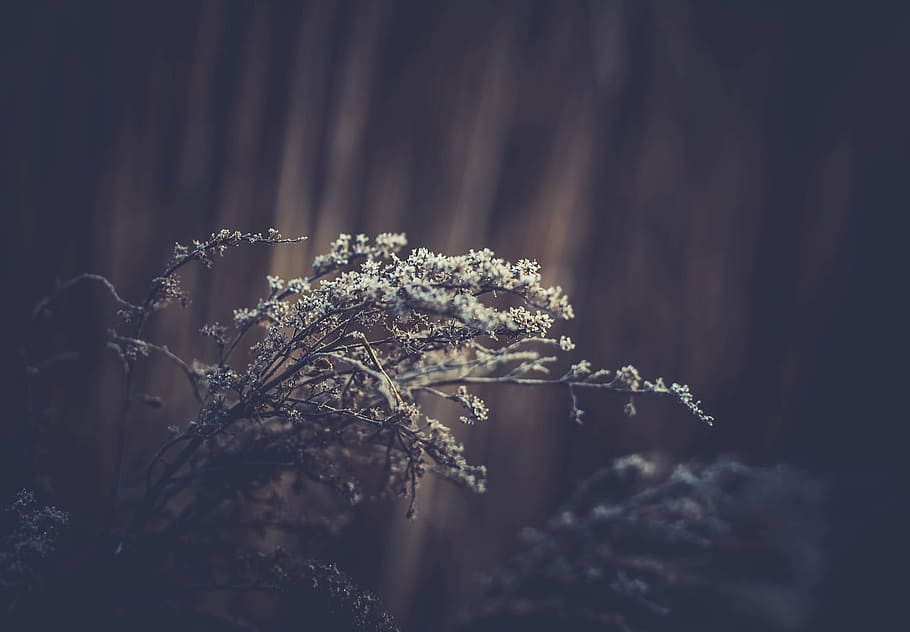 closeup, foto, putih, bunga petaled, selektif, fokus, fotografi, bunga, alam, tanaman