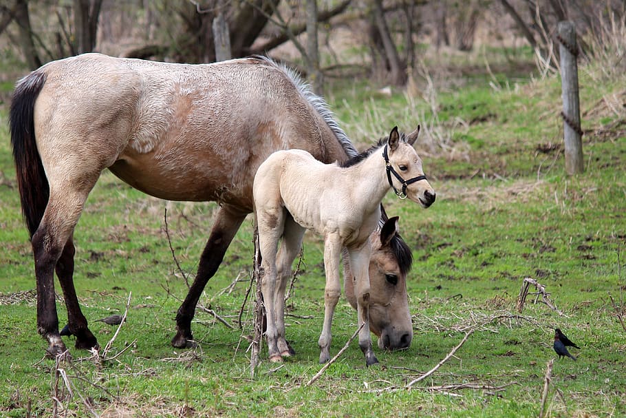horse, nursing, animal, foal, baby, mother, cute, equestrian, horses, mammal