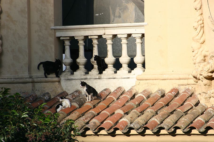 Gato, techo, balcón, gato en el techo, sentado, azulejos, felino, mascota, gatito, lindo