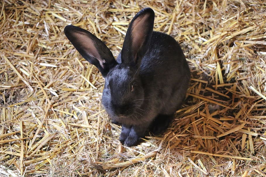 black, rabbit, brown, grass, hare, hof, stall, agriculture, straw, hay