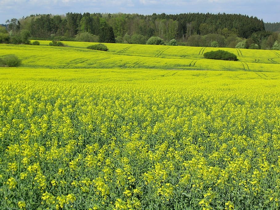 Landscape, Spring, South Bohemia, Yellow, nature, field of rapeseeds, czech republic, oilseed rape plants, rural, agriculture