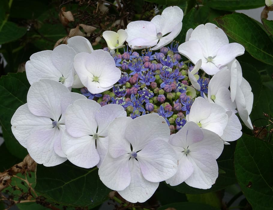 Flor, Floración, Hortensia, Cerrar, Blanco, azul, flor de placa, hermosa, naturaleza, planta