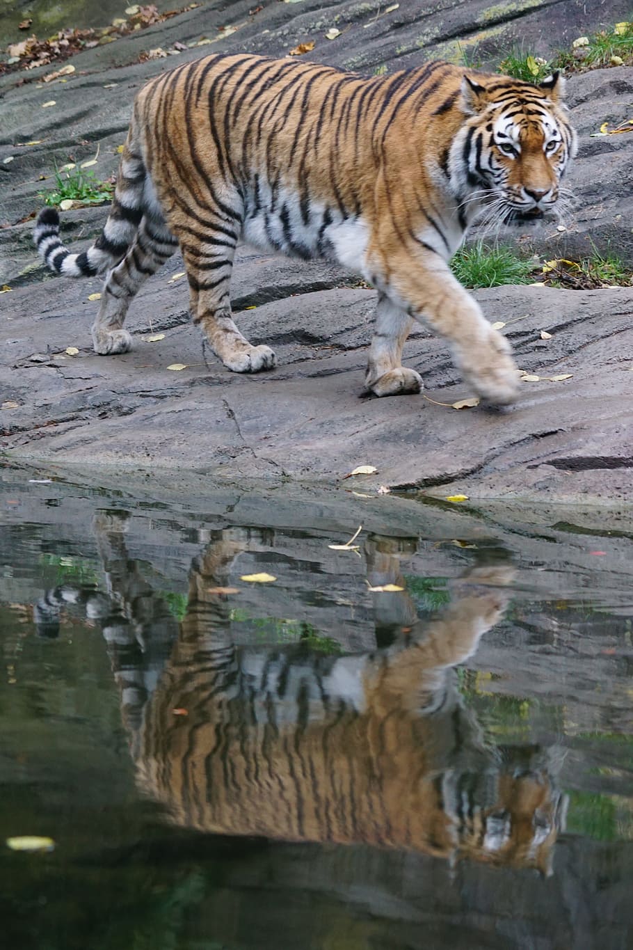 orange, white, tiger, gray, concrete, floor, daytime, white Tiger, amurtiger, predator