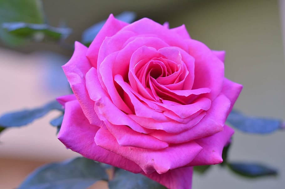 rosa, desejo, rosas cor de rosa, flor, natureza, bela, foto da flor, amor, flores da primavera, foto