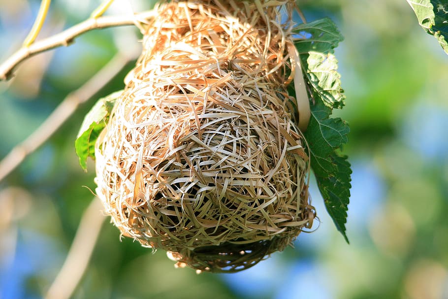 茶色の巣, 鳥の巣, 巣, 鳥, 織工, 乾燥, 漂白, 古い, 編まれた, 家