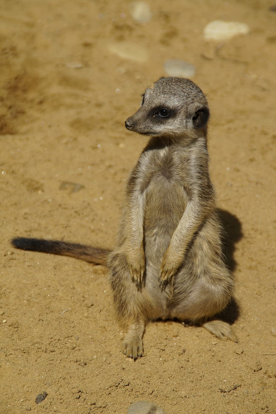 meerkat, fofa, mundo animal, areia, jardim zoológico, seco, curioso, peludo, imagem de grupo, mamífero