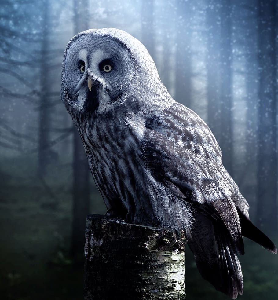 white, grey, owl, fantasy, beautiful, wood, forest, tale, fairy, magic
