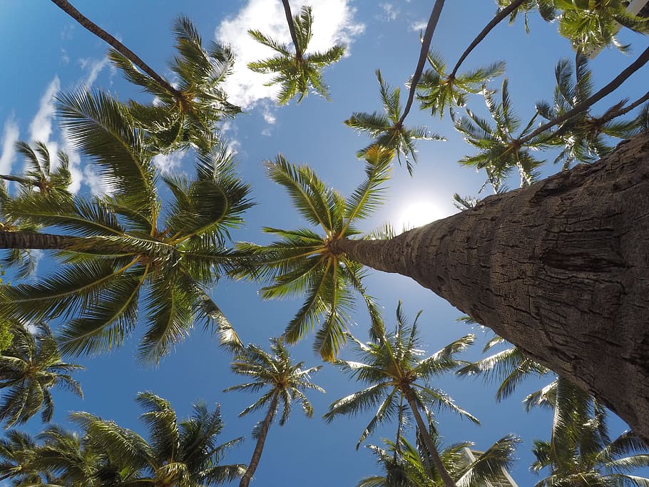 worm, eyeview, palm trees, daytime, daylight, environment, low angle shot, nature, outdoors, palm