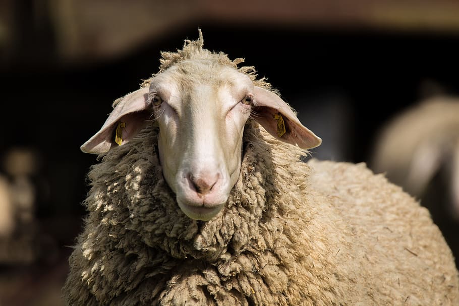 茶色の羊, 羊, 羊毛, 動物, 農業, 羊皮, 休息, 牧草地, 春, 冬のコート