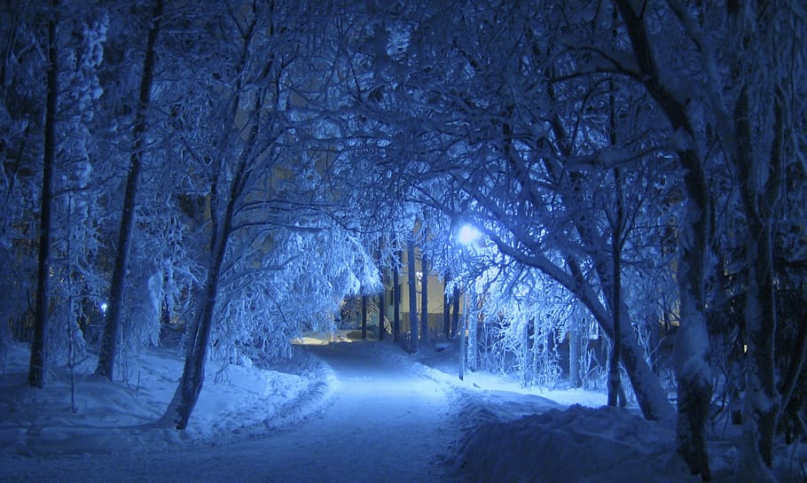 salju, tertutup, jalur, pohon, malam hari, musim dingin, malam, biru, teduh, tertutup salju