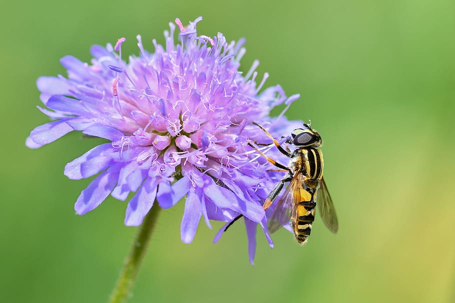 hoverfly, serangga, bunga, ungu, hijauan, terbang, diptera, syrphide, serbuk sari, makro