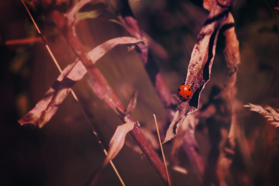 plant, blur, red, beetle, bug, insect, close-up, animals in the wild, animal wildlife, selective focus