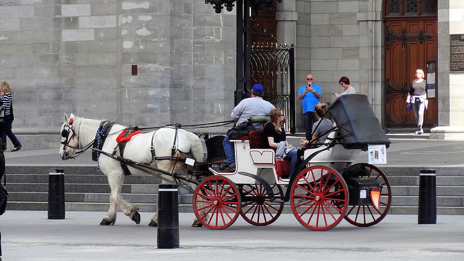 Carriage, Horse, Horse, Cart, carriage, horse, cart, transport montreal, transportation, street, city, outdoors