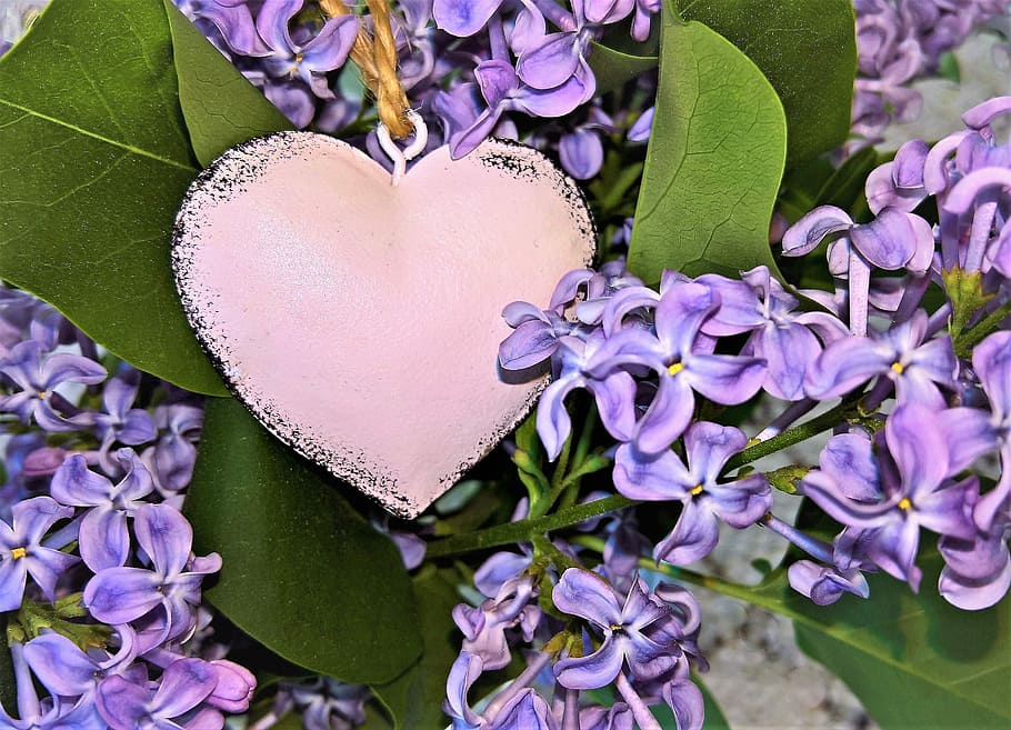 foto de primer plano, collar con colgante de corazón de color plateado,  púrpura, flores de jacinto, ramo, ramo de lilas, con corazón, decoración,  flores de color púrpura brillante, fragante | Pxfuel
