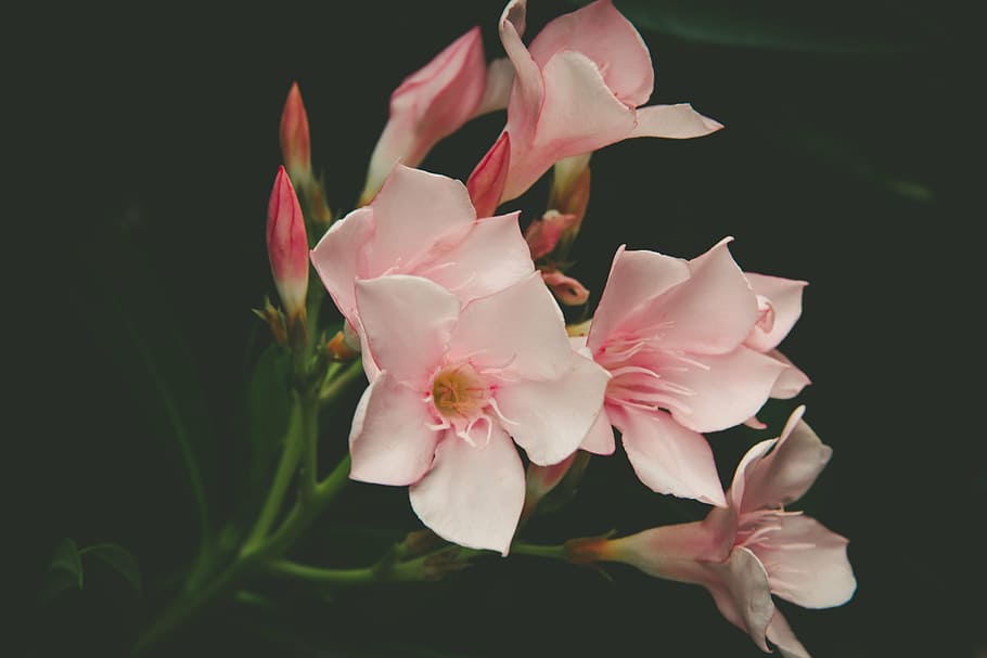 クローズアップ写真, ピンク, 5枚の花びら, 白, 花びら, 花, ブルーム, 自然, 植物, 暗い