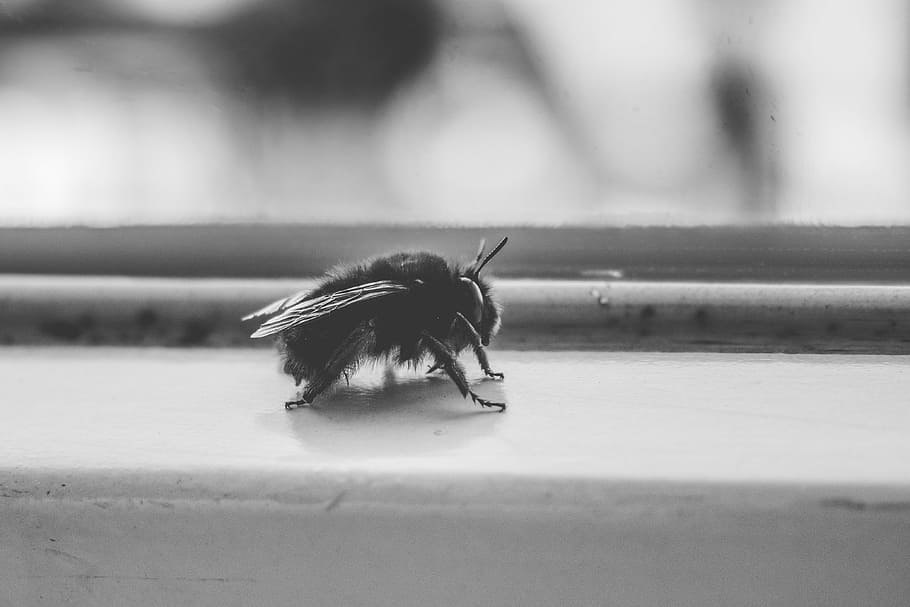 grayscale photo, bumble, bee perching, surface, fly, insect, animal, black, white, black and white