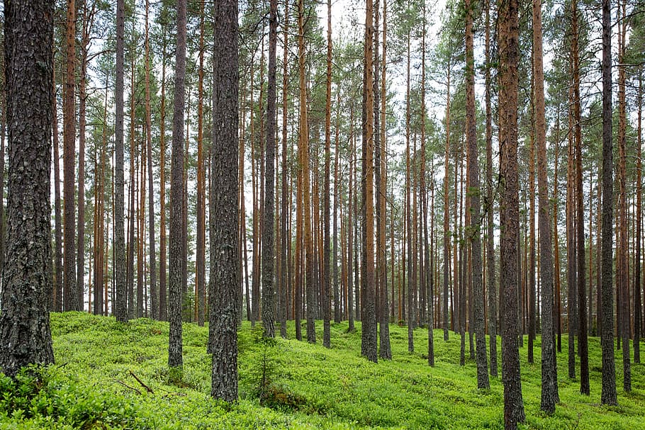 pine forest, grass, forest, trunks, vertical, straight, trees, wood, green, nature