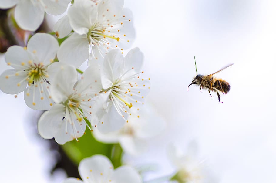 naturaleza, macro, animales, abejas, polen, blanco, flores, pétalos, estigma, flor
