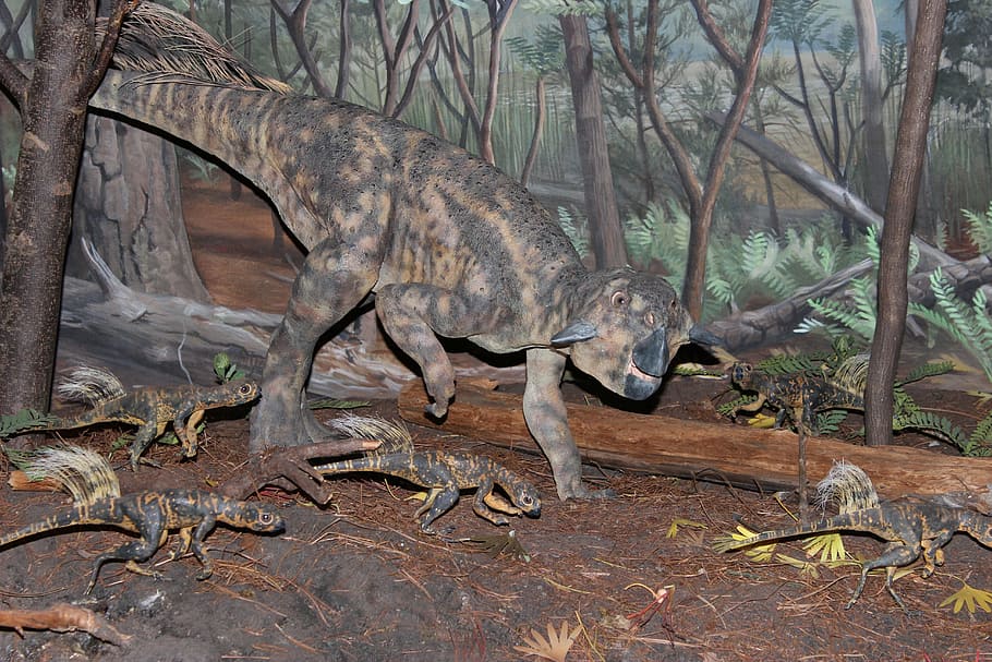 dinosaur, psittacosaurus, psittacosaurus mongoliensis, chordata, ceratopsian dinosaur, extinct, prehistoric, cretaceous period, paleontology, herbivore