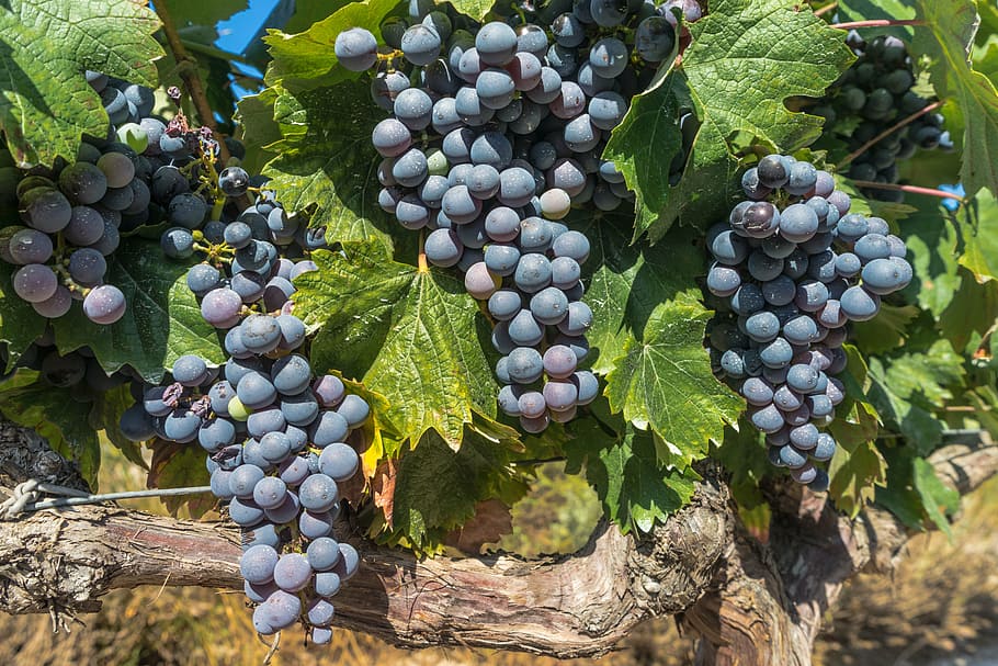 closeup, blueberries, grapes, vine, parra, vineyard, harvest, cultivation, cluster, leaves