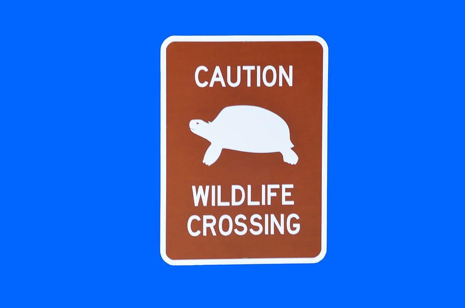 Wildlife Crossing, Signo, Símbolo, aislado, fondo, vida silvestre, cruce, advertencia, peligro, animal