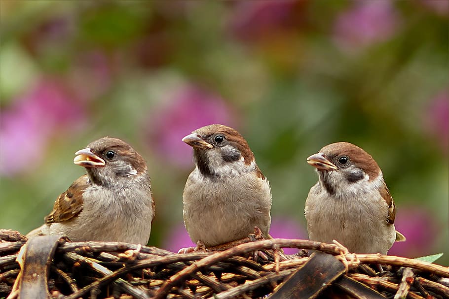 three, brown, sparrows, nest, passer domesticus, bird, young, foraging, garden, animal themes