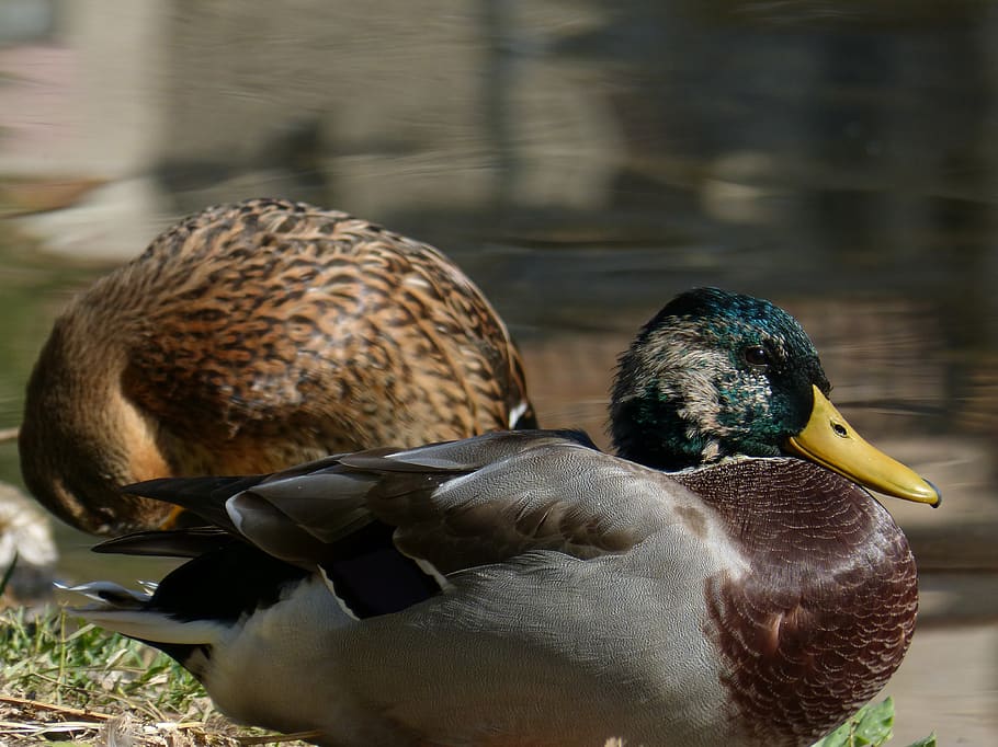 ducks, ànec coll verd, river, fluvià, anas platyrhynchos, duck, mallard, animals in the wild, bird, animal wildlife
