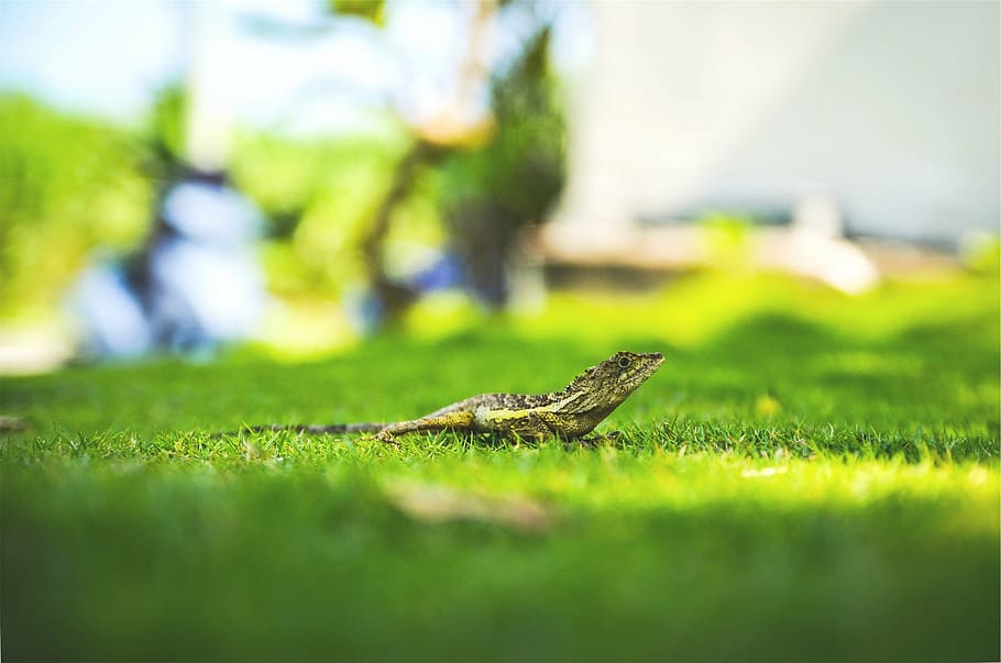 fotografía inclinada, lagarto, verde, hierba, barbudo, dragón, un animal, color verde, reptil, enfoque selectivo