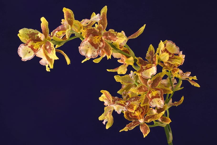 flowers, orchid, oncidium orchid, arch of flowers, full boom, gold and brown orchid flowers, dark blue background, black background, studio shot, flower